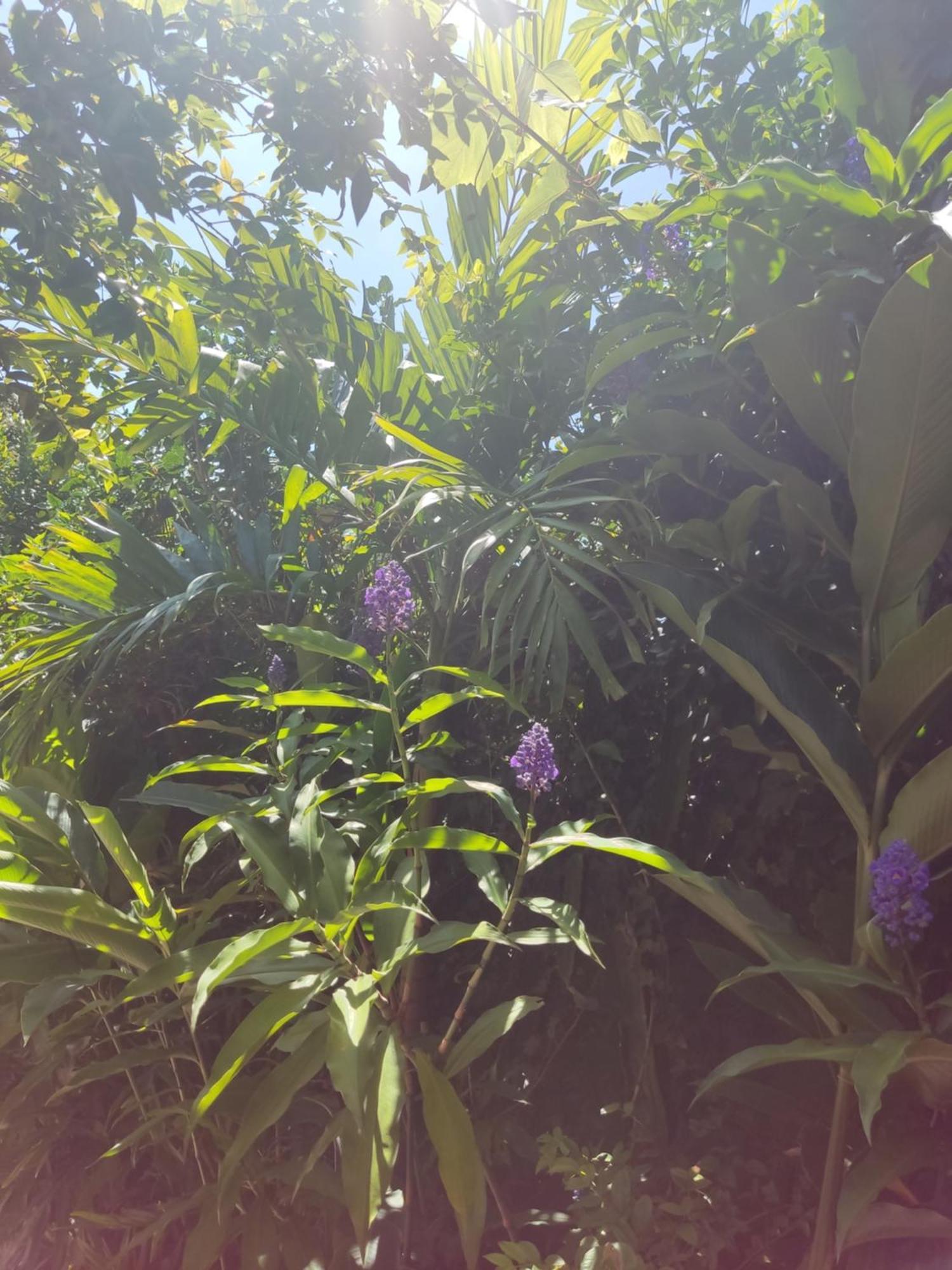 Recanto Toca Das Plantas De Ilhabela I Room photo